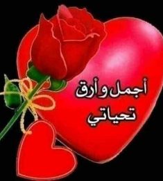adel, 48 سنة, رجل