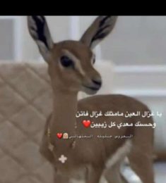 امير, 26 سنة, رجل
