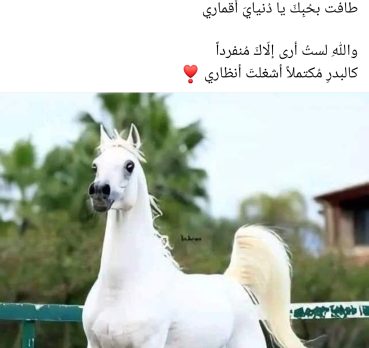 Abo Ahmed, 40 سنة, Ar Rayyan, Qatar